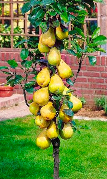 Sadnica kruške "Williams"