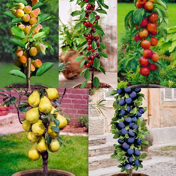 Stupolike sadnice / 5+5 GRATIS