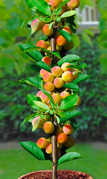 Stupolika sadnica marelice "Roxana"